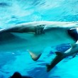 YOUTUBE Squalo tigre mangia altro squalo in acquario 04