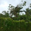 YOUTUBE Fiji, ciclone Winston ne uccide 18. Vento a 350 km/h6