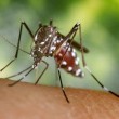 Zika: nella foresta in Uganda dove è nato il virus (FOTO)3