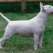 Boxer, Bull Terrier...cani cambiano in 100 anni per colpa7