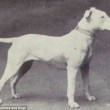 Boxer, Bull Terrier...cani cambiano in 100 anni per colpa6