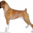 Boxer, Bull Terrier...cani cambiano in 100 anni per colpa11