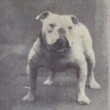 Boxer, Bull Terrier...cani cambiano in 100 anni per colpa3