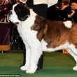 Boxer, Bull Terrier...cani cambiano in 100 anni per colpa2