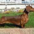 Boxer, Bull Terrier...cani cambiano in 100 anni per colpa14
