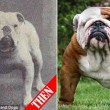 Boxer, Bull Terrier...cani cambiano in 100 anni per colpa5