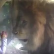 YOUTUBE Bambina allo zoo dà bacio a leone che reagisce così 01