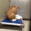 Cane depresso fissa il muro: stava per essere adottato 2