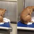 Cane depresso fissa il muro: stava per essere adottato