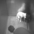 Cane picchiato in ascensore da fidanzato padrona
