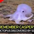 Casper polpo fantasma5