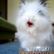 Coniglio mangia ciliege e fragole: succo cola sembra vampiro