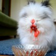 Coniglio mangia ciliege e fragole: succo cola sembra vampiro5