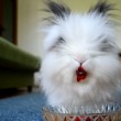 Coniglio mangia ciliege e fragole: succo cola sembra vampiro4