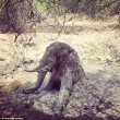 Elefante in pozza fango abitanti villaggio lo salvano