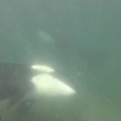Fanno snorking, 2 orche nuotano con loro