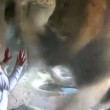 YOUTUBE Bambina allo zoo dà bacio a leone che reagisce così 05