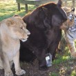 Orso, tigre e leone inseparabili: vivono insieme nel rifugio6