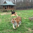 Orso, tigre e leone inseparabili: vivono insieme nel rifugio9