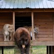 Orso, tigre e leone inseparabili: vivono insieme nel rifugio7