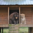 Orso, tigre e leone inseparabili: vivono insieme nel rifugio2