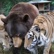 Orso, tigre e leone inseparabili: vivono insieme nel rifugio4