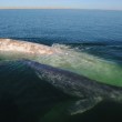 Rara balena albina avvistata nel Golfo del Messico