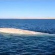 Rara balena albina avvistata nel Golfo del Messico5