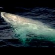 Rara balena albina avvistata nel Golfo del Messico4