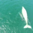 Rara balena albina avvistata nel Golfo del Messico3