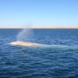 Rara balena albina avvistata nel Golfo del Messico2