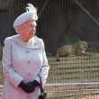 Regina Elisabetta allo zoo, leonessa si lecca i baffi4