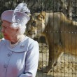 Regina Elisabetta allo zoo, leonessa si lecca i baffi2