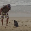VIDEO YOUTUBE Pinguino torna ogni anno dal suo salvatore e..