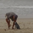 VIDEO YOUTUBE Pinguino torna ogni anno dal suo salvatore e.. 3