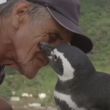 VIDEO YOUTUBE Pinguino torna ogni anno dal suo salvatore e.. 5