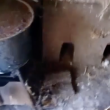 Canile lager con carcasse di cani in frigo VIDEO 2