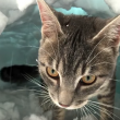 VIDEO YOUTUBE Gatto Boots si costruisce un igloo nella neve