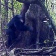 Scimpanzé rito bizzarro: credono in Dio2