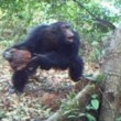 Scimpanzé rito bizzarro: credono in Dio5