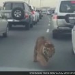 Leone in autostrada a Doha: traffico in tilt8
