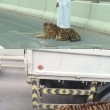Leone in autostrada a Doha: traffico in tilt3