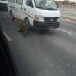 Leone in autostrada a Doha: traffico in tilt7
