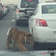 Leone in autostrada a Doha: traffico in tilt2