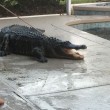Tornano dalle vacanze trovano coccodrillo in piscina