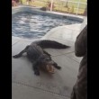 Tornano dalle vacanze trovano coccodrillo in piscina6
