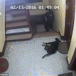 Poliziotto spara cane che scodinzola a New York 3