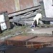 YOUTUBE Russia, cane e donna gettati nella gabbia dell'orso5