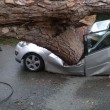 Ardea, albero schiaccia auto: 2 morti, 1 ferito 3