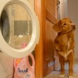 Cane fa bucato: chiude lavatrice, poi stende panni